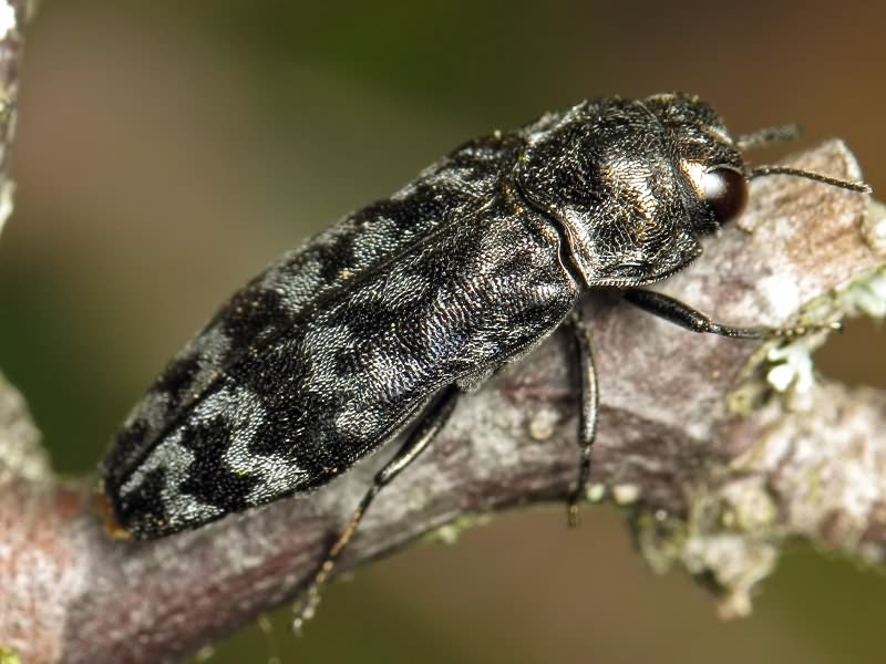 Coraebus rubi (Linnaeus, 1767)